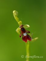 tořič hmyzonosný - Ophrys insectifera